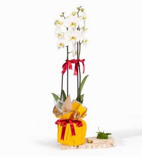 Sarı Buketli Polimer Saksıda Çiftli Beyaz Orkide