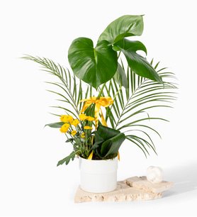 Beyaz Saksıda Monstera ve Fenix