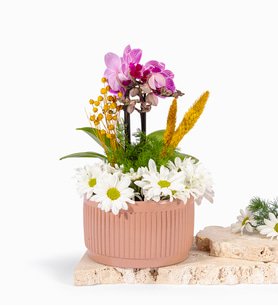 Kiremit Saksıda Çiftli Mini Mor Orkide