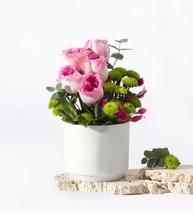 Beyaz Saksıda Pembe Güller ve Haworthia Limifolia